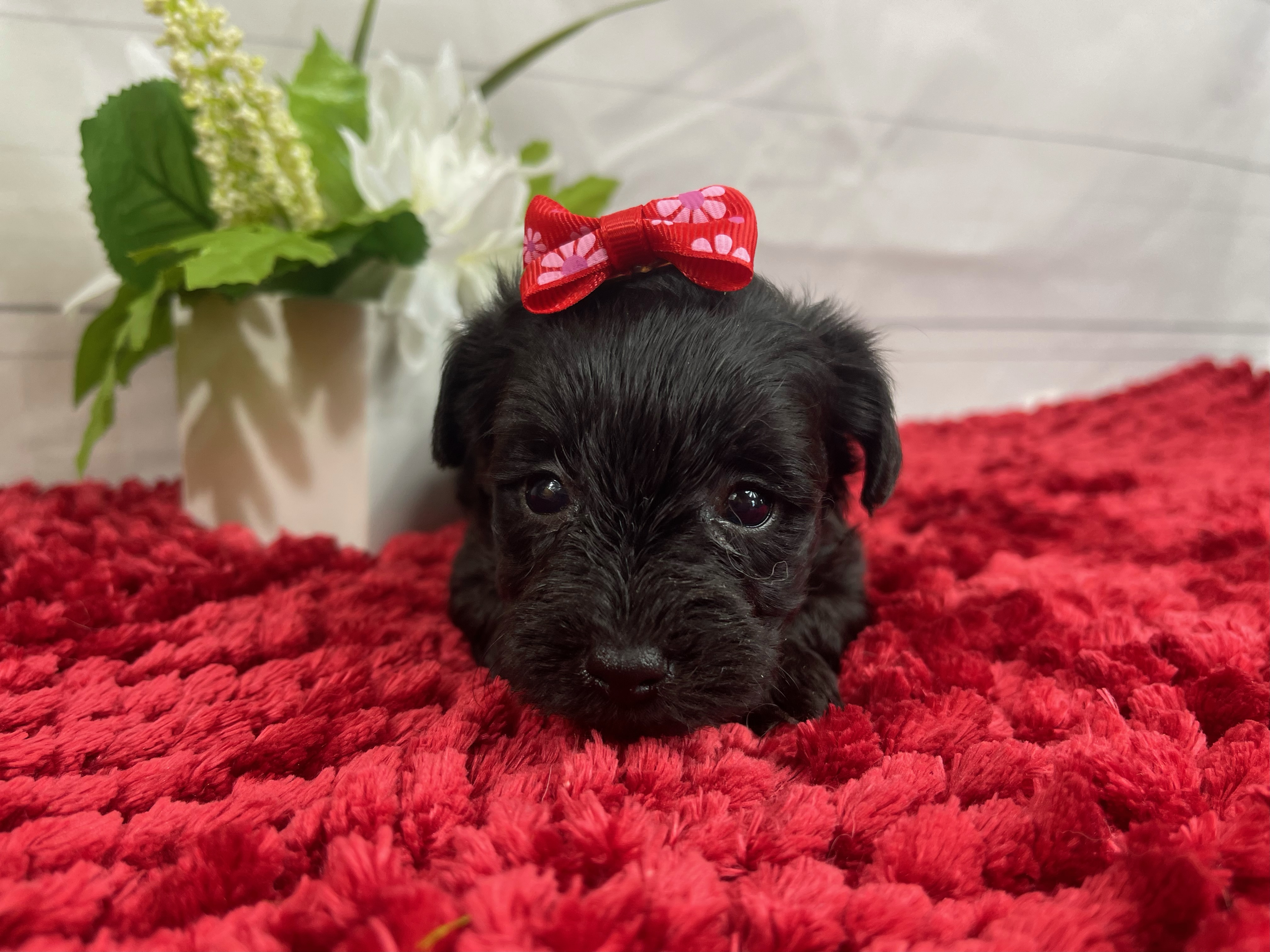 puppy, for, sale, Yorkiepoo, Alisa  Breedlove, dog, breeder, Waynesville, MO, dog-breeder, puppy-for-sale, forsale, nearby, find, puppyfind, locator, puppylocator, aca